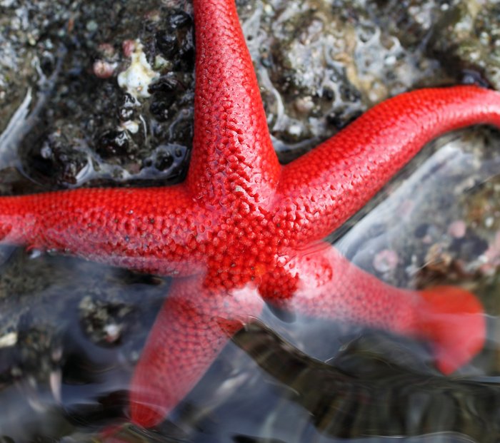 Blood star (Henricia leviuscula)