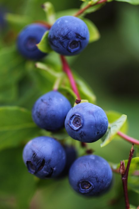 Fat blueberries hang from a twig