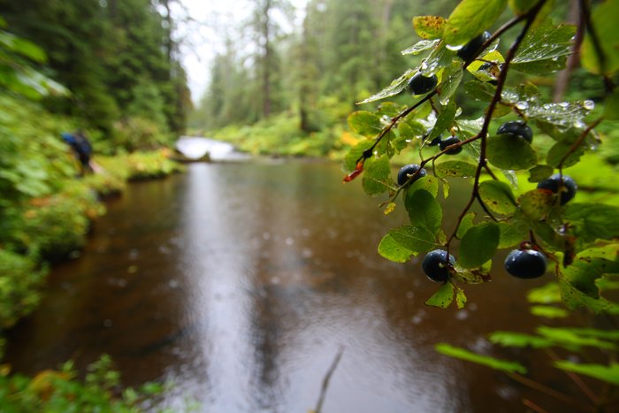 A rainy morning in the Southeast Alaska rainforest