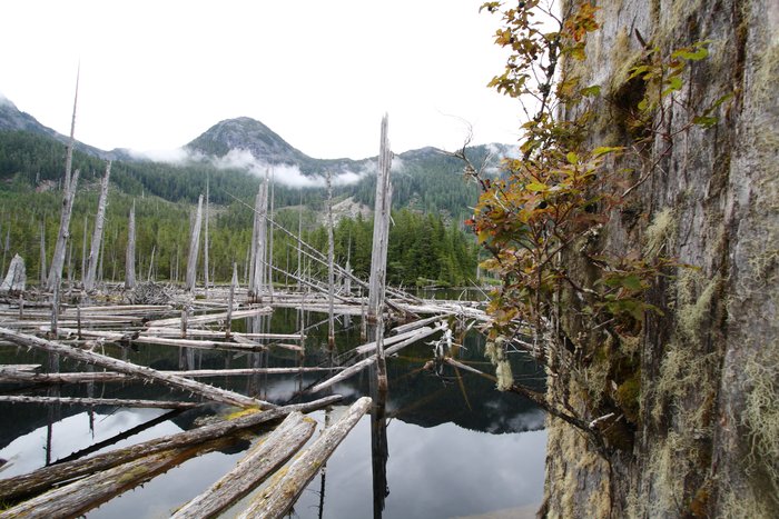 A small blueberry bush sprouts from a still-standing but long-dead tree standing in a lake.