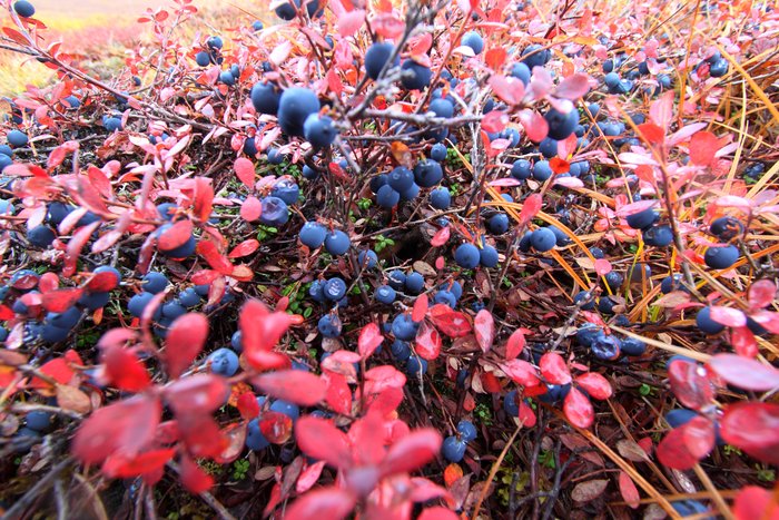 They were everywhere.