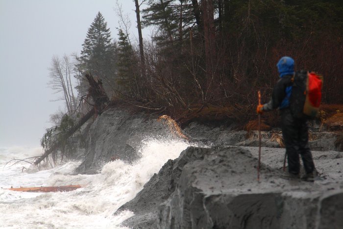 Near the edge of Malaspina Glacier, erosion is so rapid that even the bear trails can't keep up, and forests wash into the sea. 