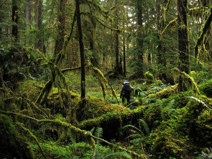  Erin walks through the forest near the Bogachel River in the Olympic Peninsula, WA.