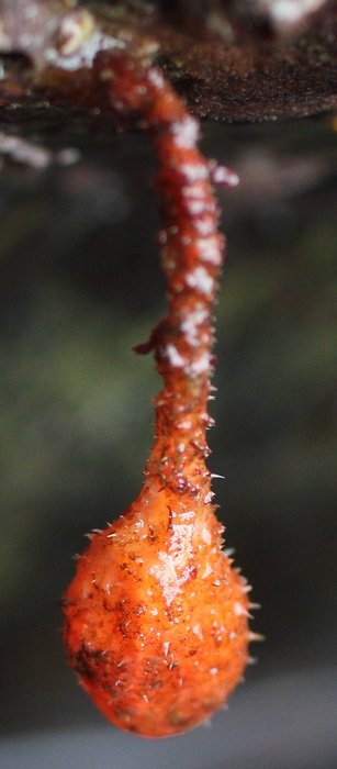 Stalked hairy tunicate