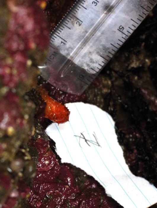 Stalked hairy tunicate