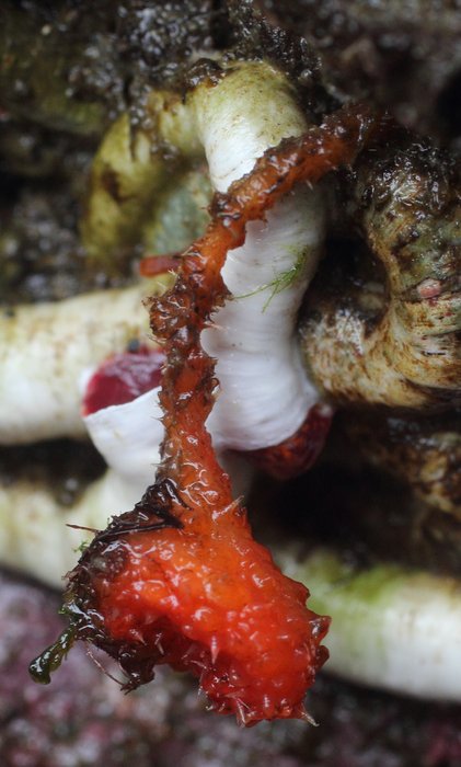 Stalked hairy tunicate