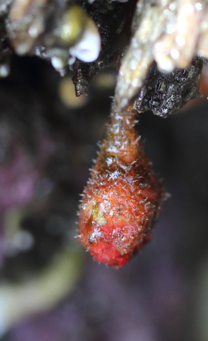 Stalked hairy tunicate