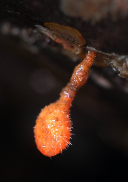 Stalked hairy tunicate