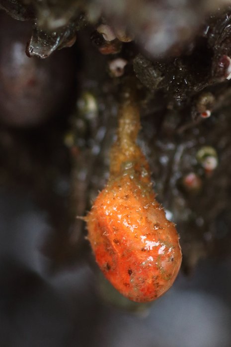 Stalked hairy tunicate