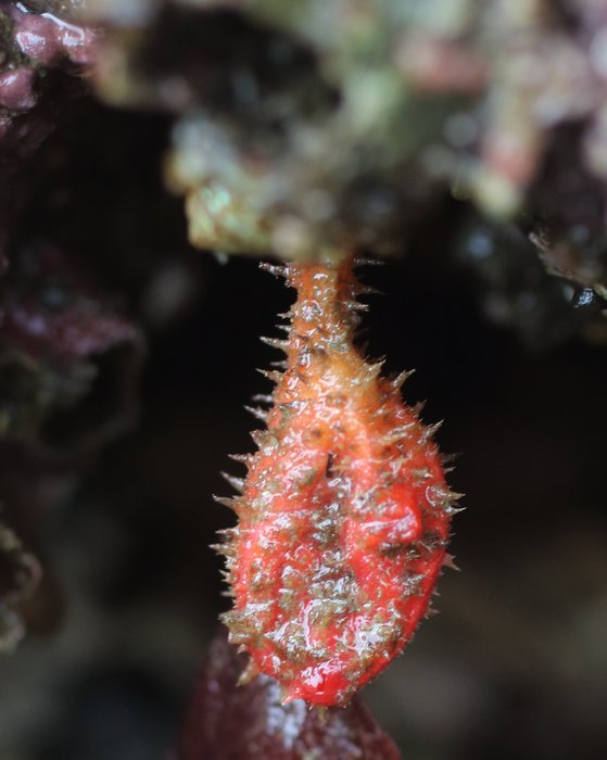 Stalked hairy tunicate