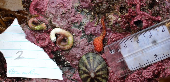 Stalked hairy tunicate