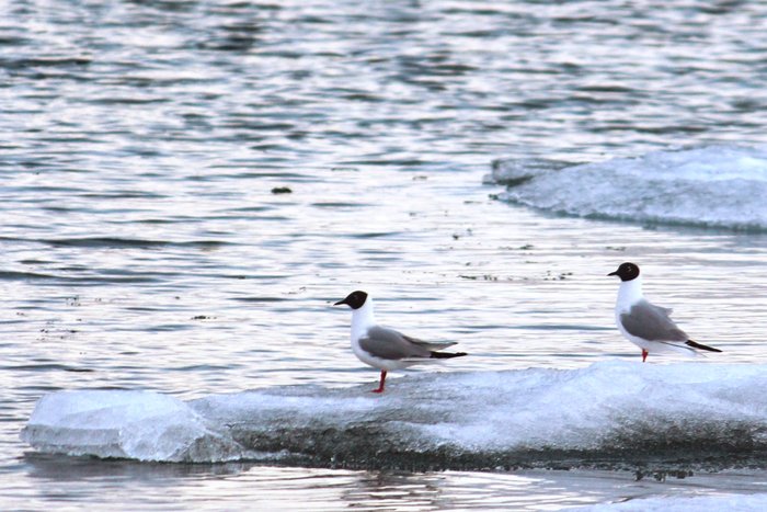 Many bird species gather along the shores of Lake Iliamna in the spring.