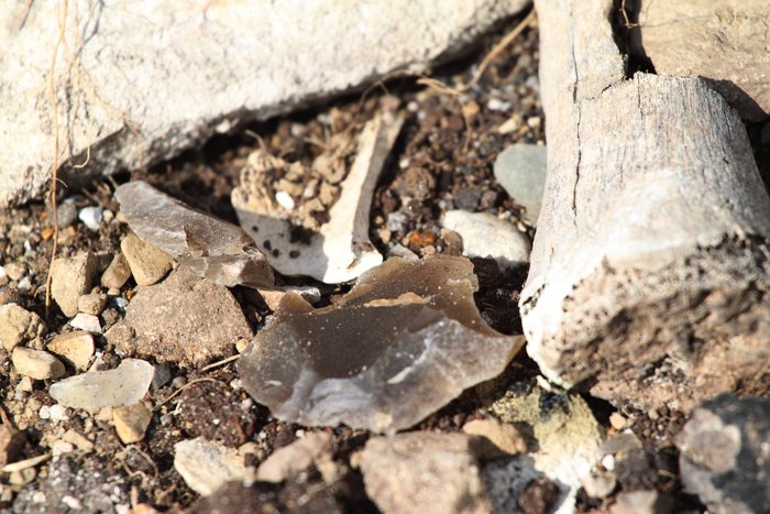 Chert flakes and weathered bones eroded out of a bank into the Chukchi Sea near Cape Lisburne.
