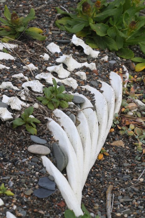 A beach-walker in the arctic finds bones of all sizes, colors, and configurations.