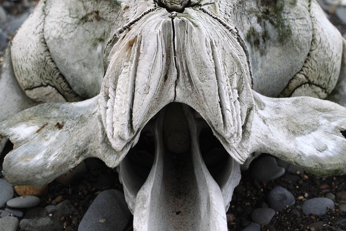 I'm not certain of our identification, but these Darth Vader-esque skulls were common along the coast between Cape Lisburne and Pt. Hope.