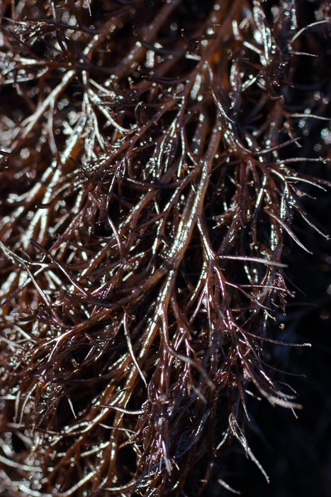 More even than animals, May low tides brought us a profusion of algae