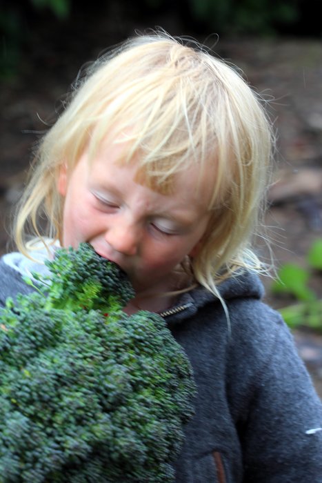 Katmai samples a freshly cut head of broccoli.