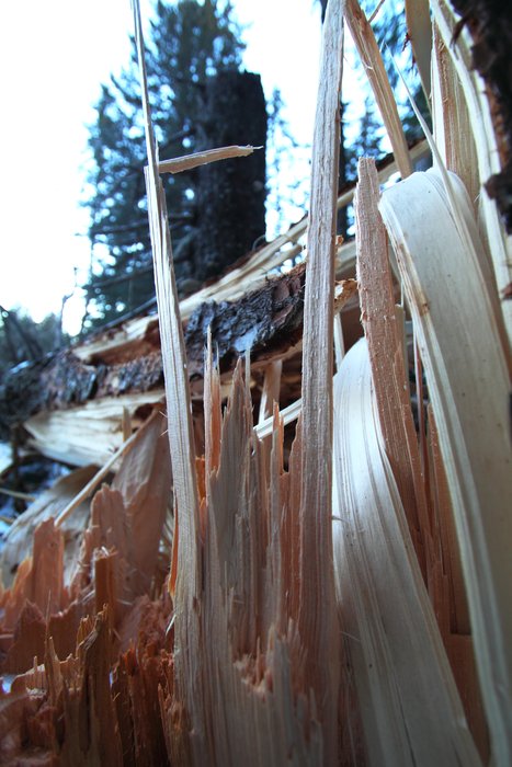 In the weeks after the heavy snow fell we have been exploring.  Hundreds of trees fell under its weight.