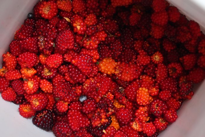 A few hour's picking around our yard.