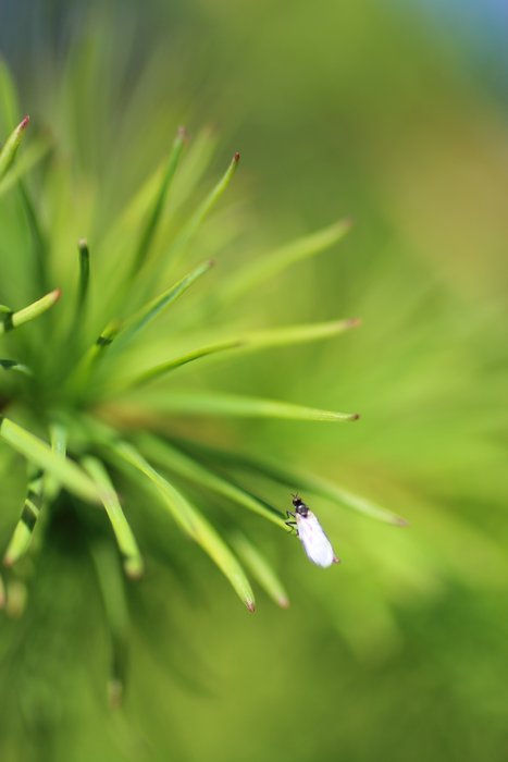 The macro lens turns a spec into a photo subject.