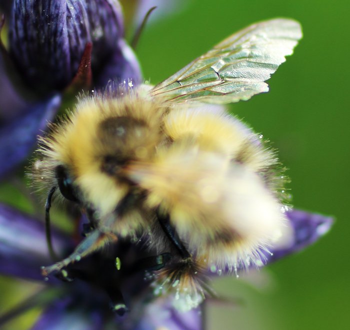It was warm and this bee was covering a lot of ground... rather hard to catch with the macro lens.  It's wings look rather ragged... does that mean fall is coming.