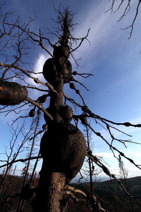 Before the wood dries too much, someone should carve bowls.