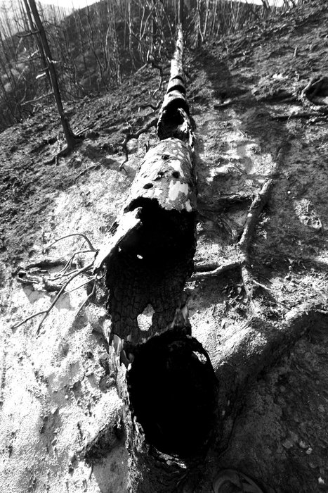 Fire burned out the inside of this log.