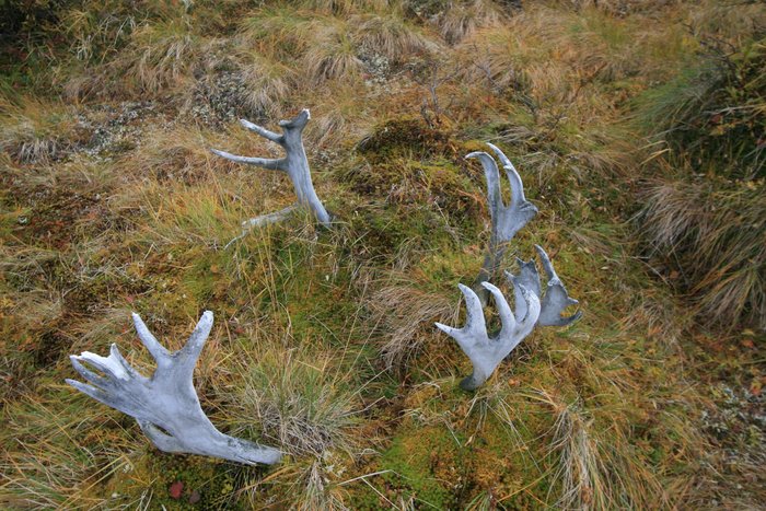 Caribou Antler and Tundra