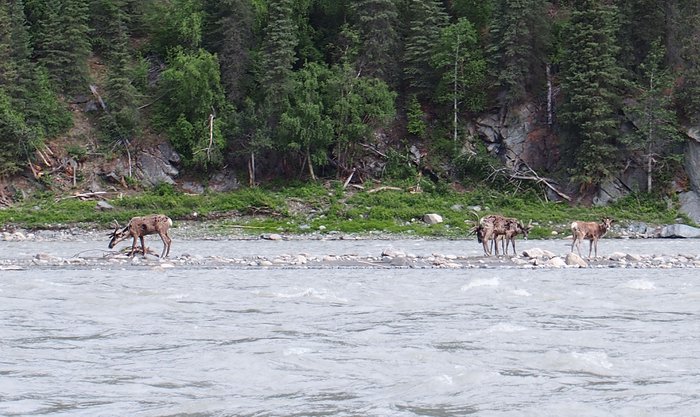 Caribou on gravel bar island