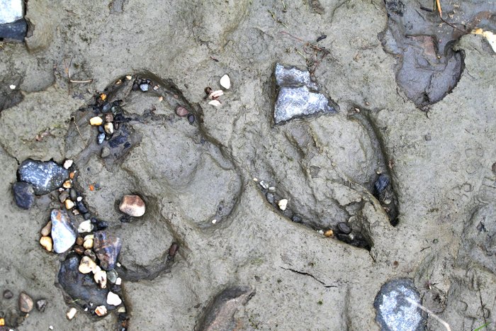 A caribou track and a moose track in the mud along the Noatak River.