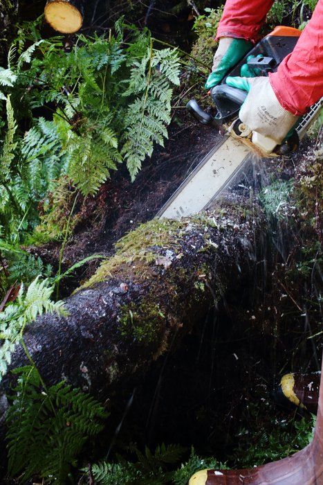 Nick Riordan cuts a small tree out of the <a href="http://www.groundtruthtrekking.org/tutka_backdoor/">Tutka Backdoor</a> trail route.