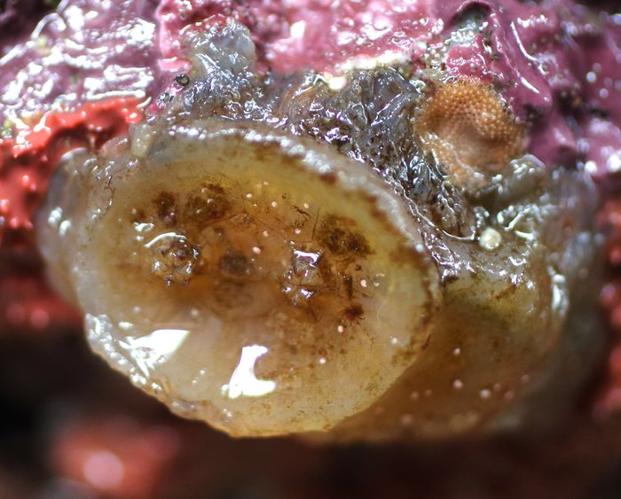 Flat-top tunicate