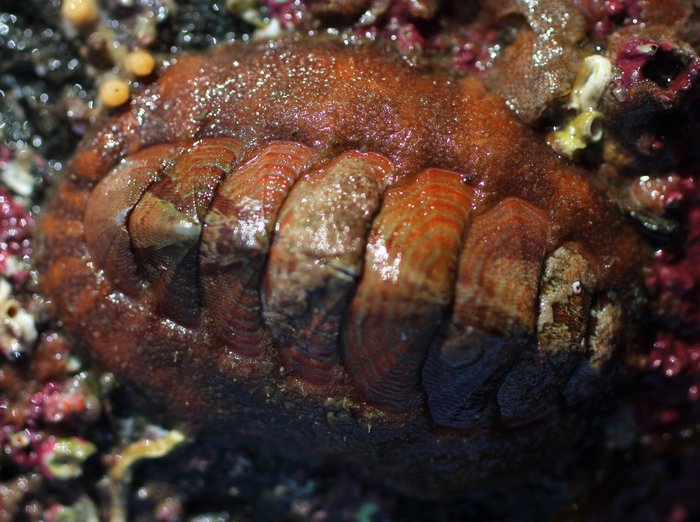 Similar to a mossy chiton, but not one I know. Found several at Inside Beach.