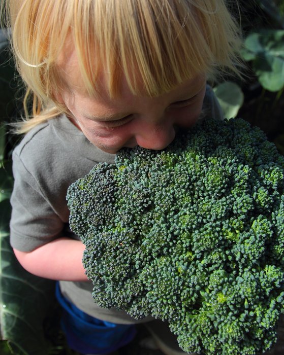 Late July in the garden