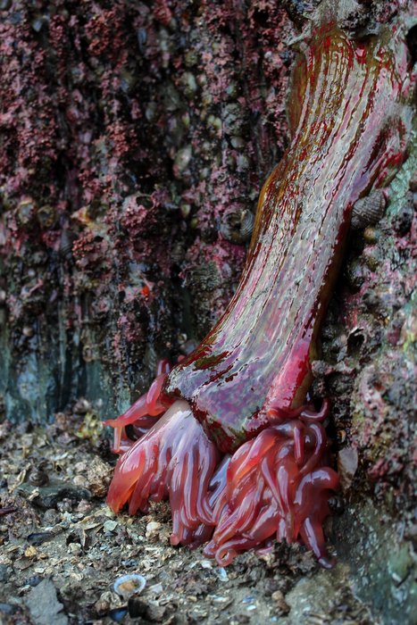 A high and dry anemone dangles from its rocky perch. April 7, 2012. Schooner Beach (Seldovia Bay).