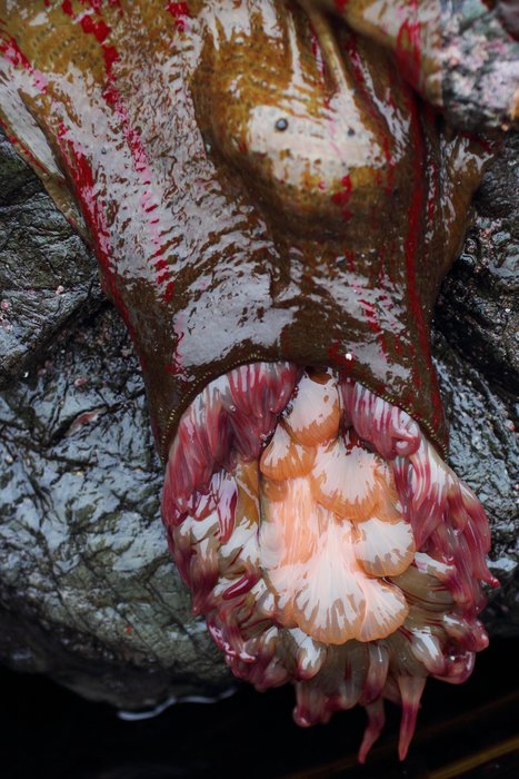 Drooping with low tide