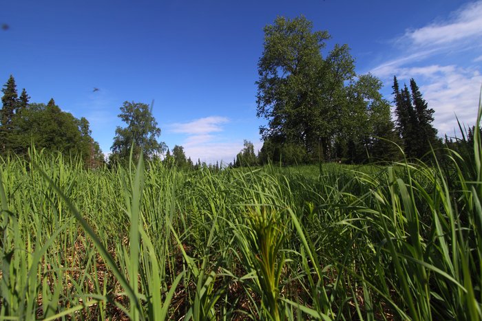 Photos from our 2010 Chuitna trek.