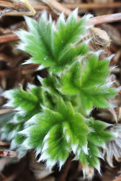 An early spring green on the Chukchi coast.