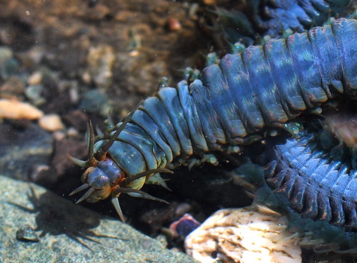 The kids call these "fang worms" for the fang-like protrusions that stick out from their head.  Even at high tide, they seemed to be everywhere we dug in the sand.