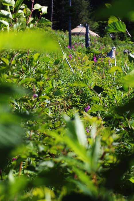 Our yurt has a great view in part because the Seldovia Native Association clearcut the hill below us.