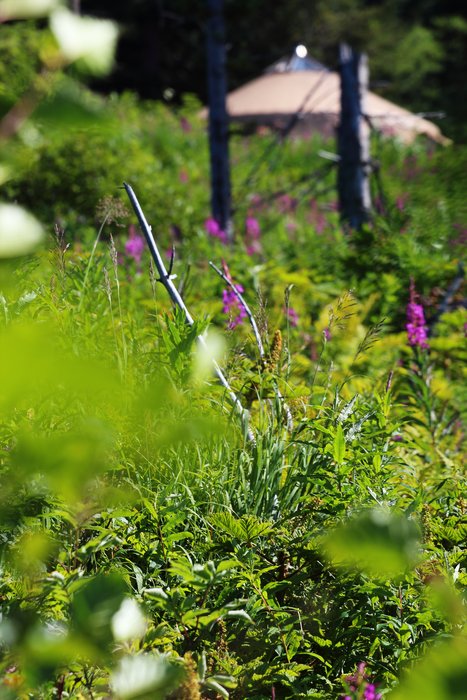 Our yurt has a great view in part because the Seldovia Native Association clearcut the hill below us.