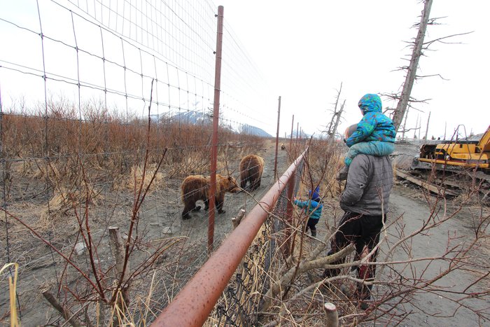 We generally hope not to get this close to bears with the kids when there's not a fence...