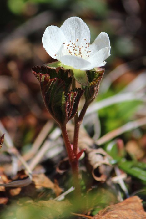 Cloudberries, also known as salmonberries, ripen in the late summer and are a staple of many western and northwestern Alaska villages.