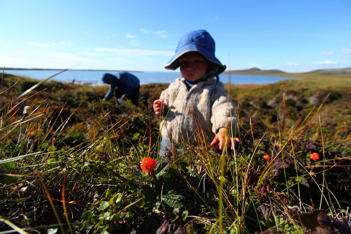 Katmai picks ripe cloudberries - his favorite.