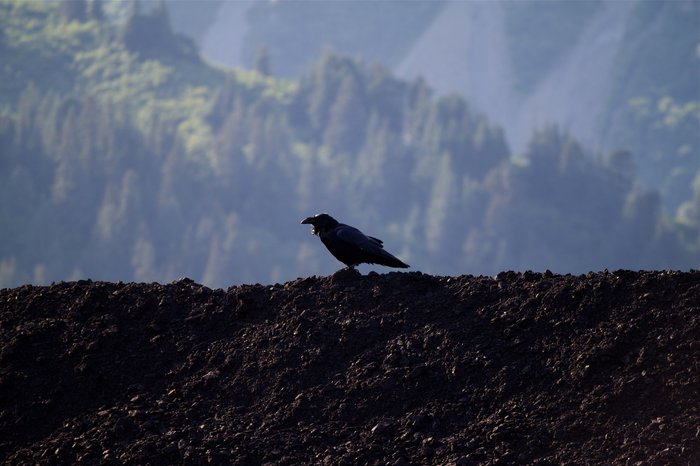 A raven perches on top of a coal pile near the Seward docks.