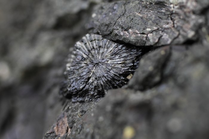 A pinky-nail sized fossil of a coral? on 4th of July Creek Beach