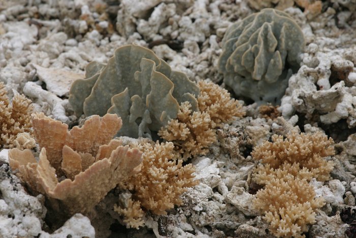 Uplift during the 28 March, 2005 Earthquake near Sumatra, Indonesia left this coral high and dry.  Photographed six days after the earthquake.