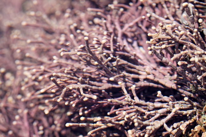 coralline algae in a tidepool near Nanwalek