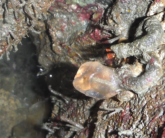 Nickname: "Transparent"