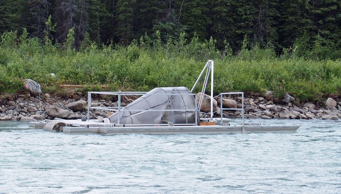 Corkscrew fish catch in Oshetna River
